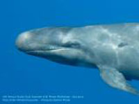 False killer whales off Cozumel