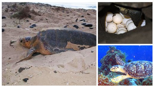 Sea turtle on a Cozumel beach