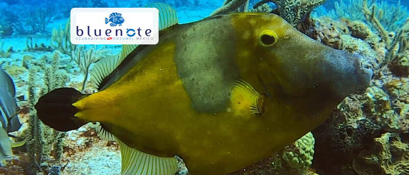 Blue Note Scuba