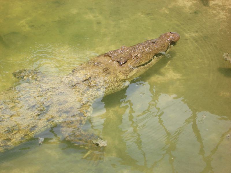 Chankanaab Park Cozumel (2026): Price, Hours & Is It Worth It?