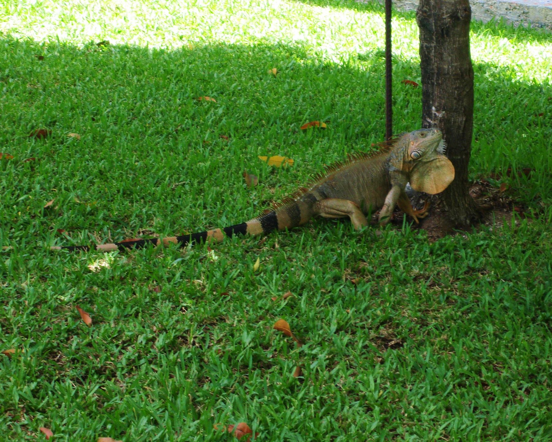 A large iguana resting on the grass under a tree in Cozumel