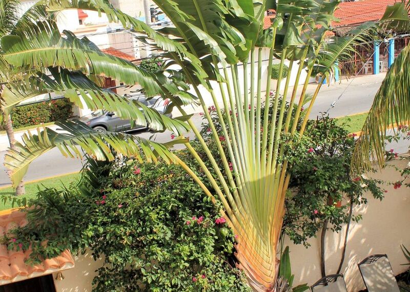 Living in Cozumel (2026): Cost of Living, Visas, Housing, Healthcare and What It's Really Like