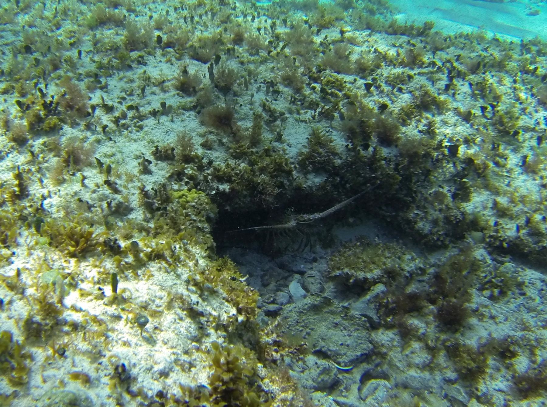 A fish hiding under a ledge on a shallow reef in Cozumel, seen while snorkeling