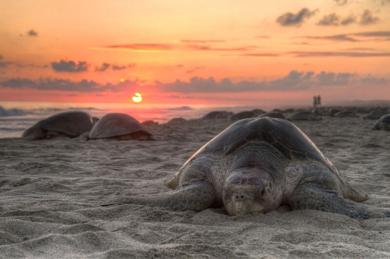 Turtle Nesting Season Well Underway