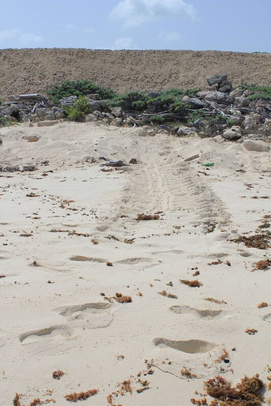 Sea turtle nesting season