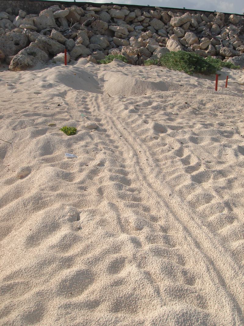 Turtle Nesting Season Begins in 2012